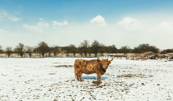 Winter Cow Care