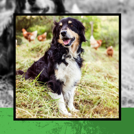 Pet Food & SuppliesPig Creek Pet Card Collie/Shepherd Dog sitting on hay bank flock of chickens in background