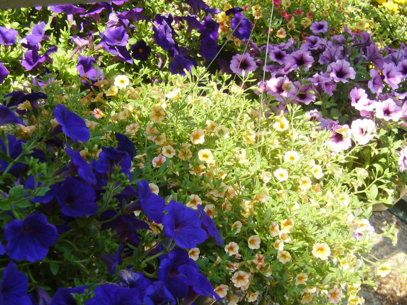 Seasonal Plants - Bishopville, SC - Pig Creek Feed and Garden Supply