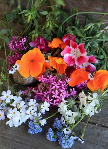 Renee’s Garden Scatter Gardens  Colorful & Carefree Annual Wildflowers