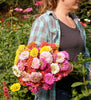 Renee’s Garden Scatter Gardens  Heirloom Rainbow Flowers Colorful, Carefree Zinnias