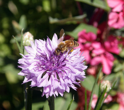 Renee’s Garden Scatter Gardens Flower Power For Nature's Pollinators