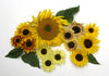 Renee’s Garden Scatter Gardens Heirloom Summer Garden Dancing, Joyous Sunflowers