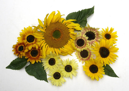 Renee’s Garden Scatter Gardens Heirloom Summer Garden Dancing, Joyous Sunflowers