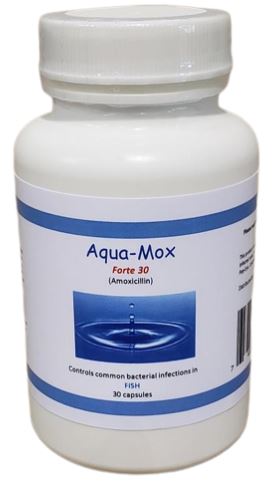 Aqua Mox Forte Amoxicillin